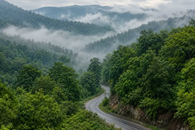 تصویر تولیدی جنگل هیرکانی